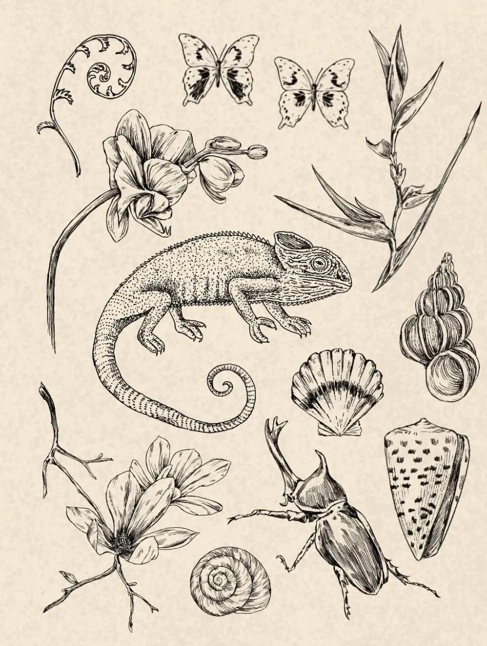 Chameleon and shells flash sheet flash design